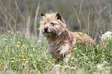 CAIRN TERRIER 199